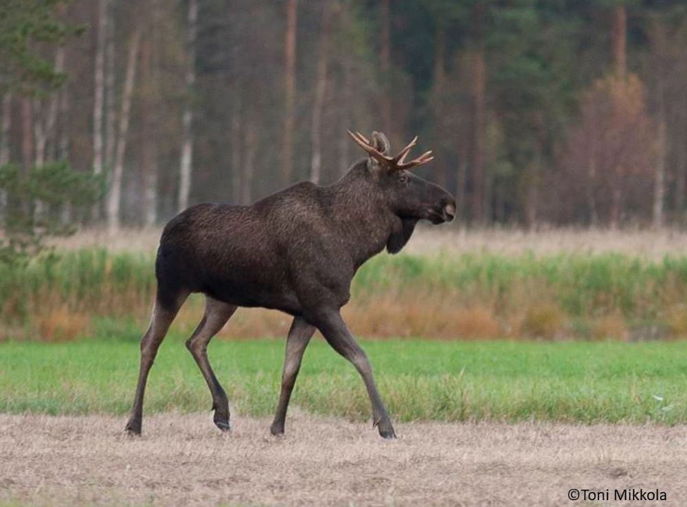 Hirvi - Metsästäjäntutkinnon lajintuntemus