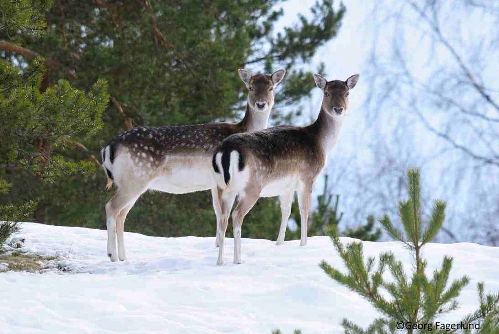 Kuusipeura (Täpläpeura) - Metsästäjäntutkinnon lajintuntemus
