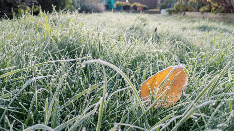 Frost grass deals