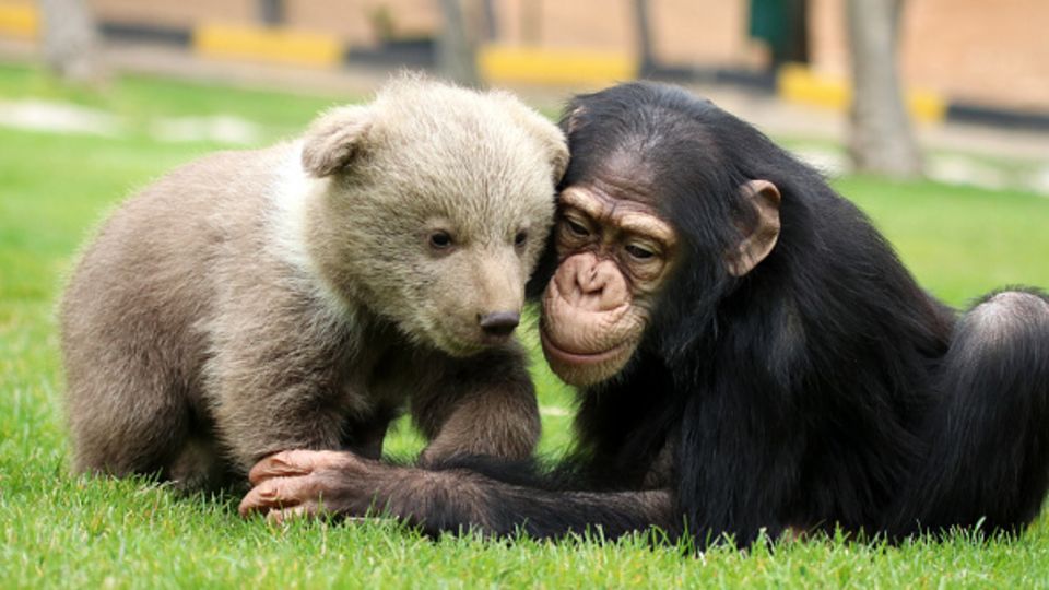 Quiz: Can you name these types of baby animals? - BBC Newsround Quiz: Can you name these types of baby animals? - BBC Newsround