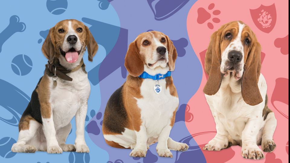 Cute dog quiz | Facts about beagles and basset hounds | Beagle ...