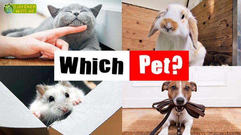 Which Pet Is Right for me?