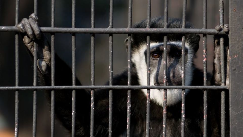 O que significa At the zoo I saw a piece of toast in a cage. The sign on  the cage said: BREAD IN CAPTIVITY. (Essa piada tem algum trocadilho com  algo em