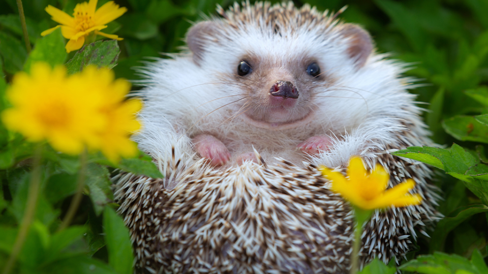 Find the hedgehogs game | Make your garden hedgehog friendly ...