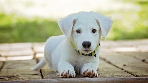 How to Puppy Proof Your House, Yard, Rooms & Car: 21 Essential Tips