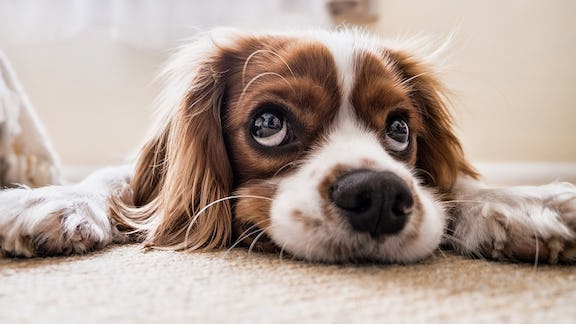 Dog Enrichment Made Easy: The Muffin Tin Game – Cheerful Hound