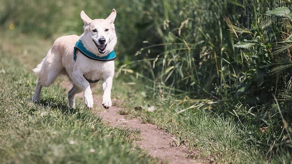 5 Tips to Calm Down a Hyperactive or Anxious Dog - GoodRx