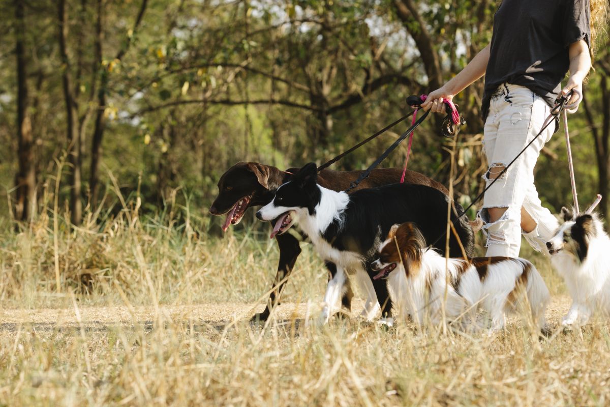 Different dog breeds