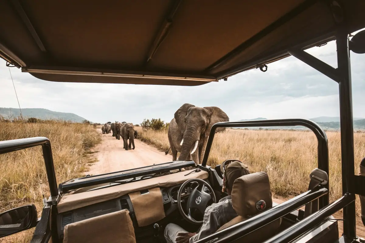 Wild animals in nature
