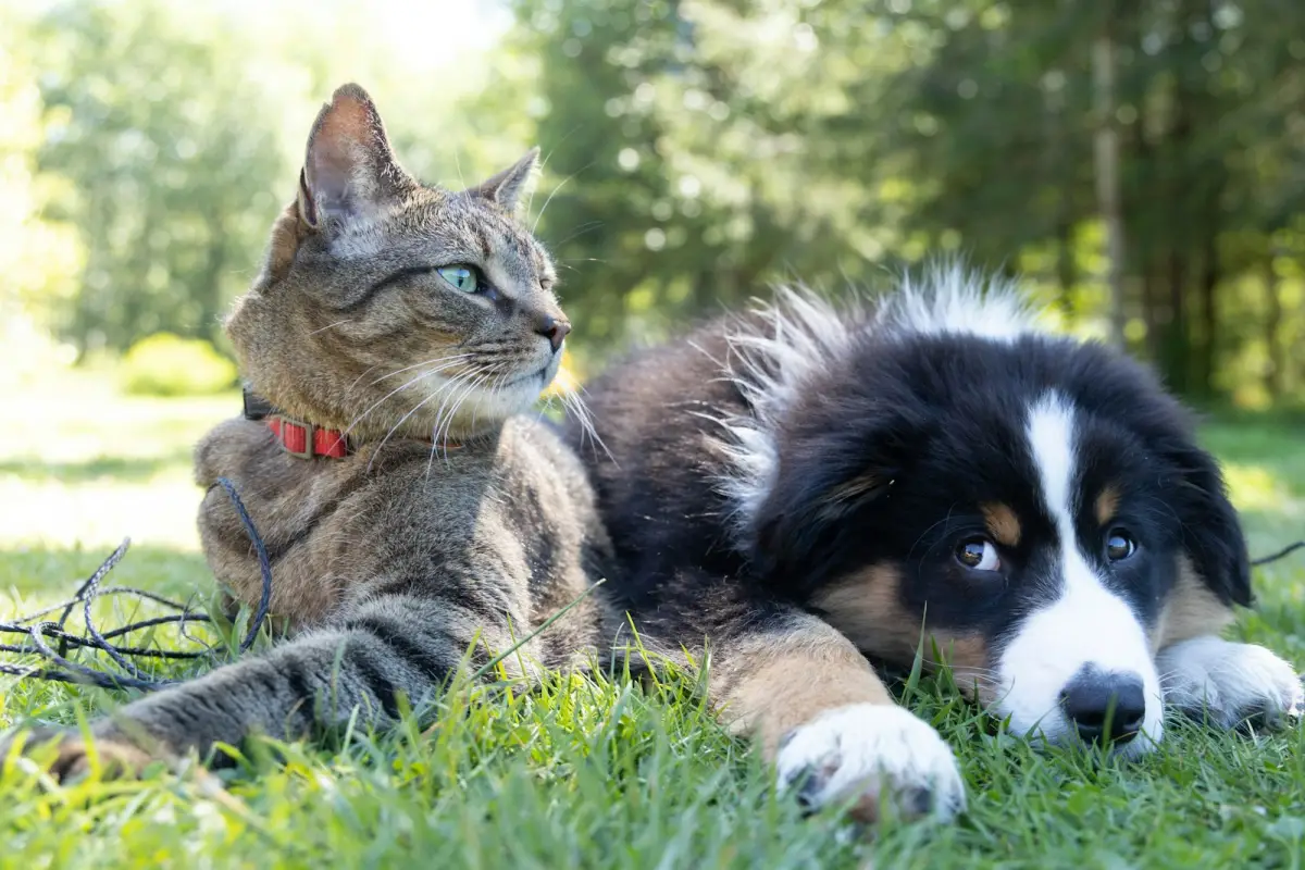 Cats or dogs: settle the debate template preview
