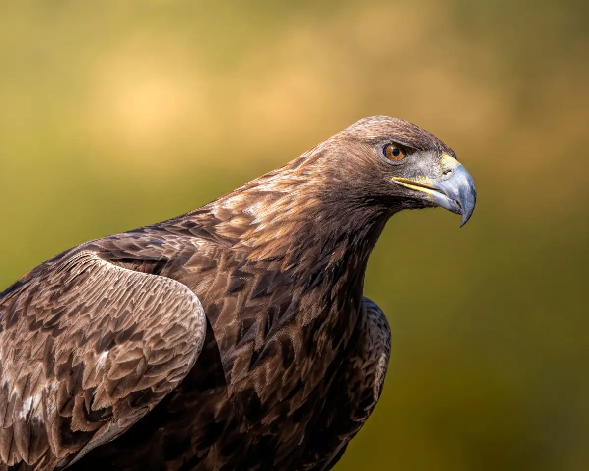 Wild animal facts quiz