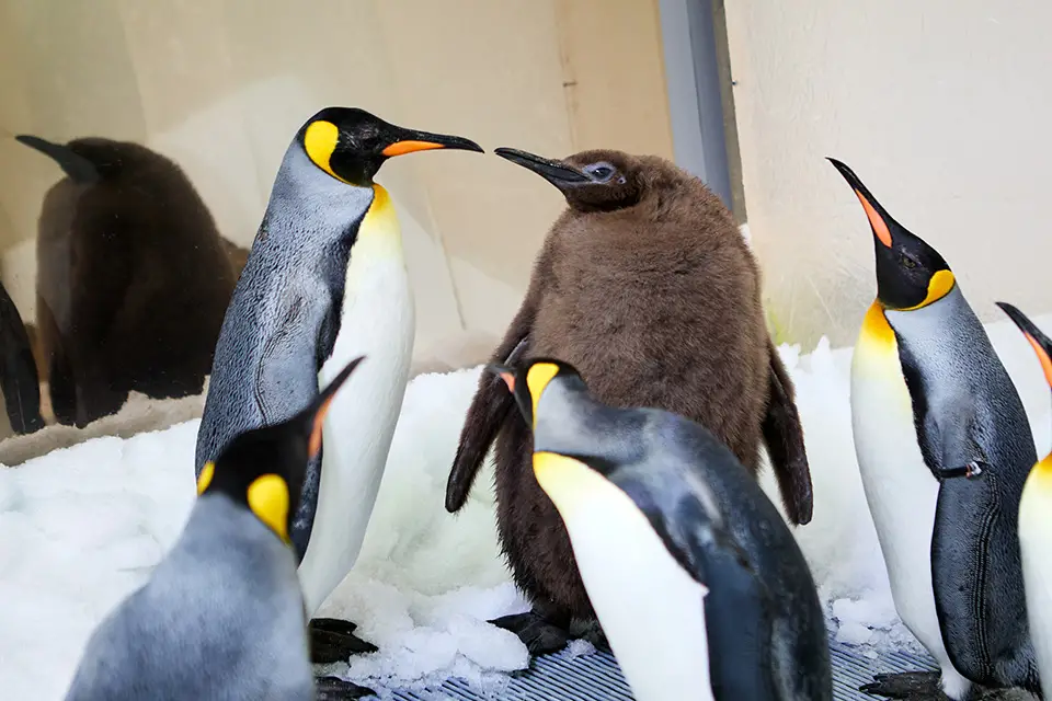 Pesto the Penguin and pals in Melbourne, Australia