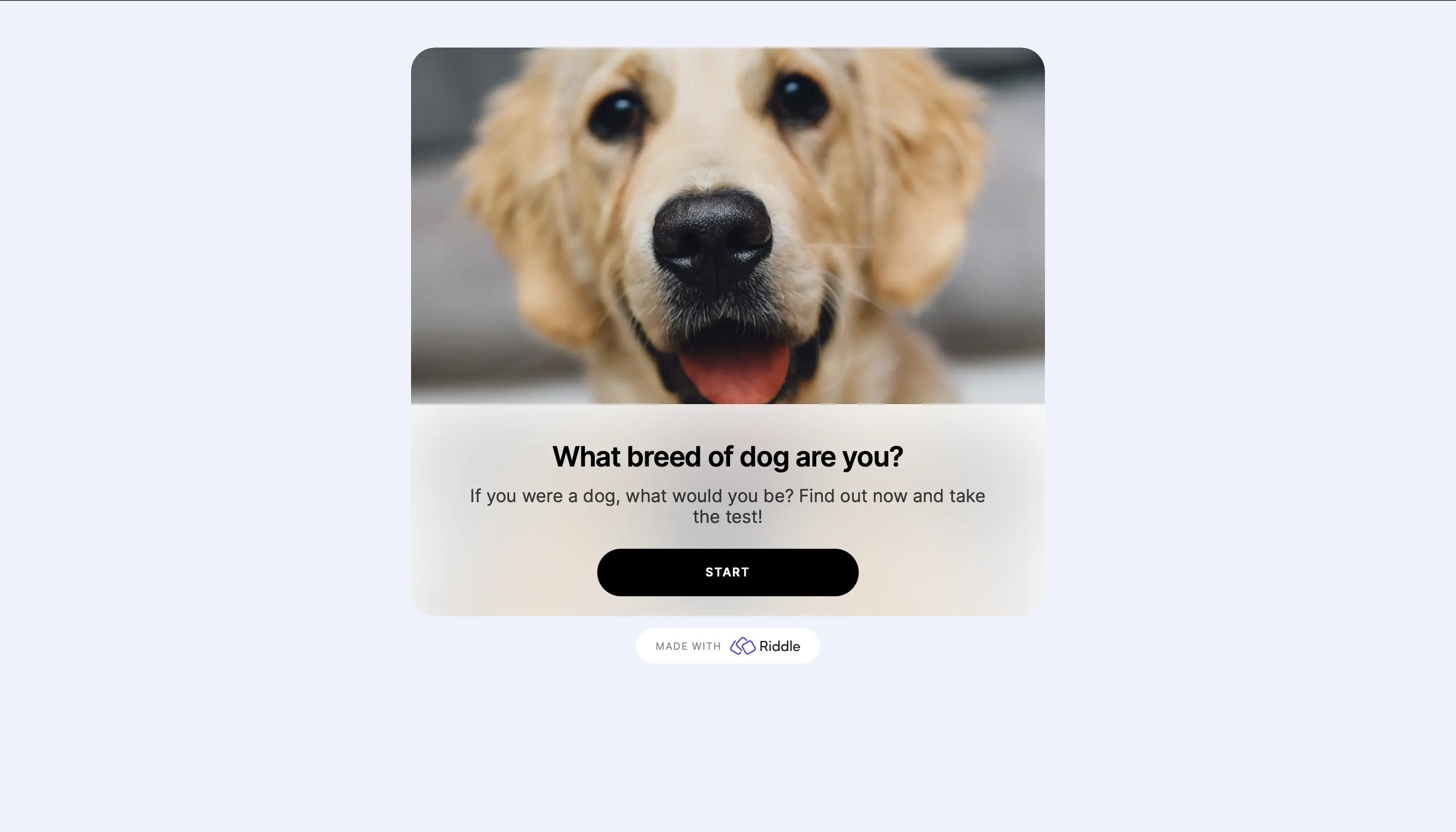 what breed of dog are you Riddle personality quiz